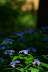 神代植物公園_54