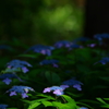 神代植物公園_54