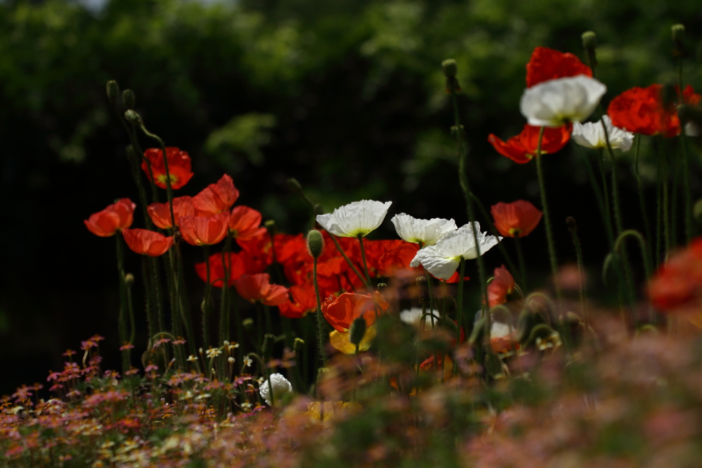 神代植物公園_バラ