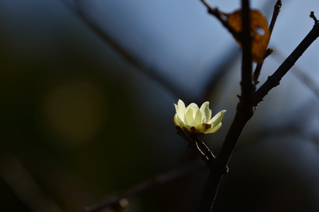 神代植物園_深大寺_005