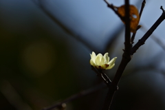 神代植物園_深大寺_005