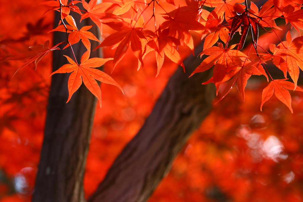 平林寺_紅葉_012