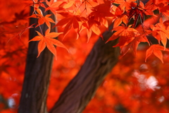 平林寺_紅葉_012