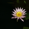神代植物公園_27