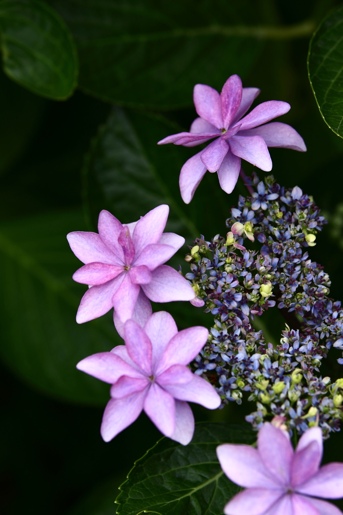 YEG_紫陽花_0006