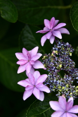 YEG_紫陽花_0006