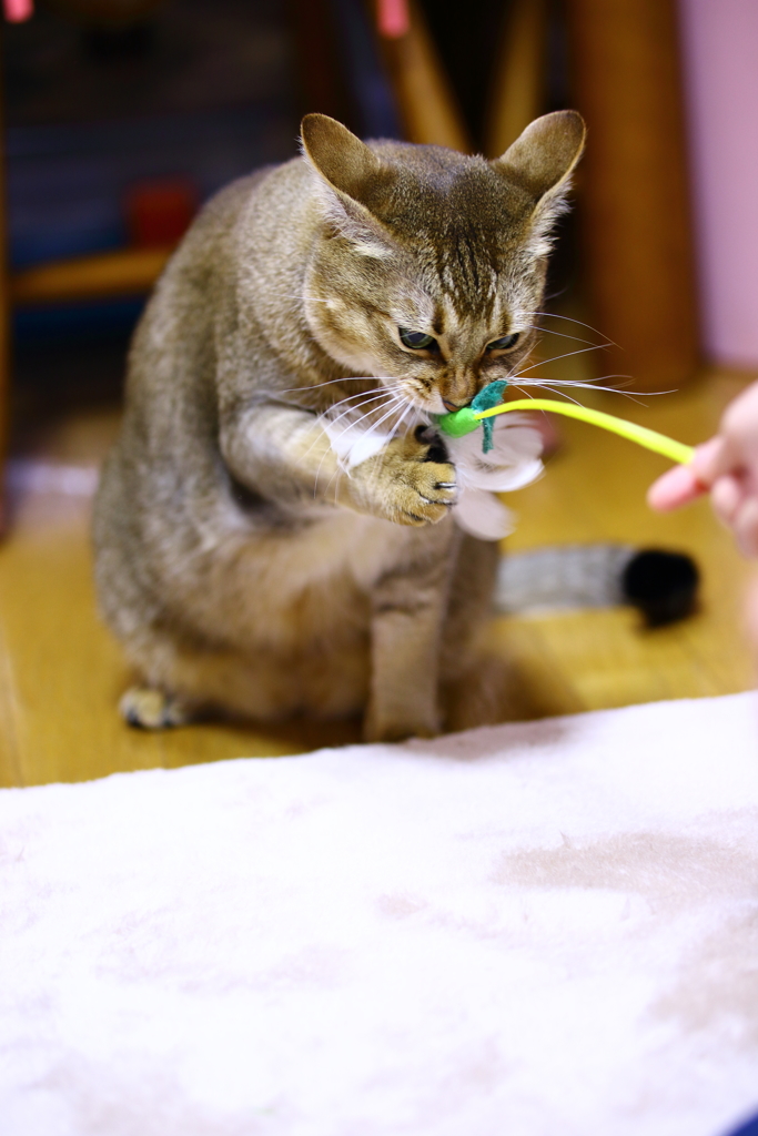 ガッシ！逃がさん！！！