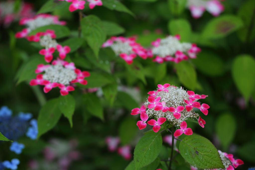 府中郷土の森_008_紫陽花