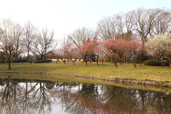 古河桃まつり_01