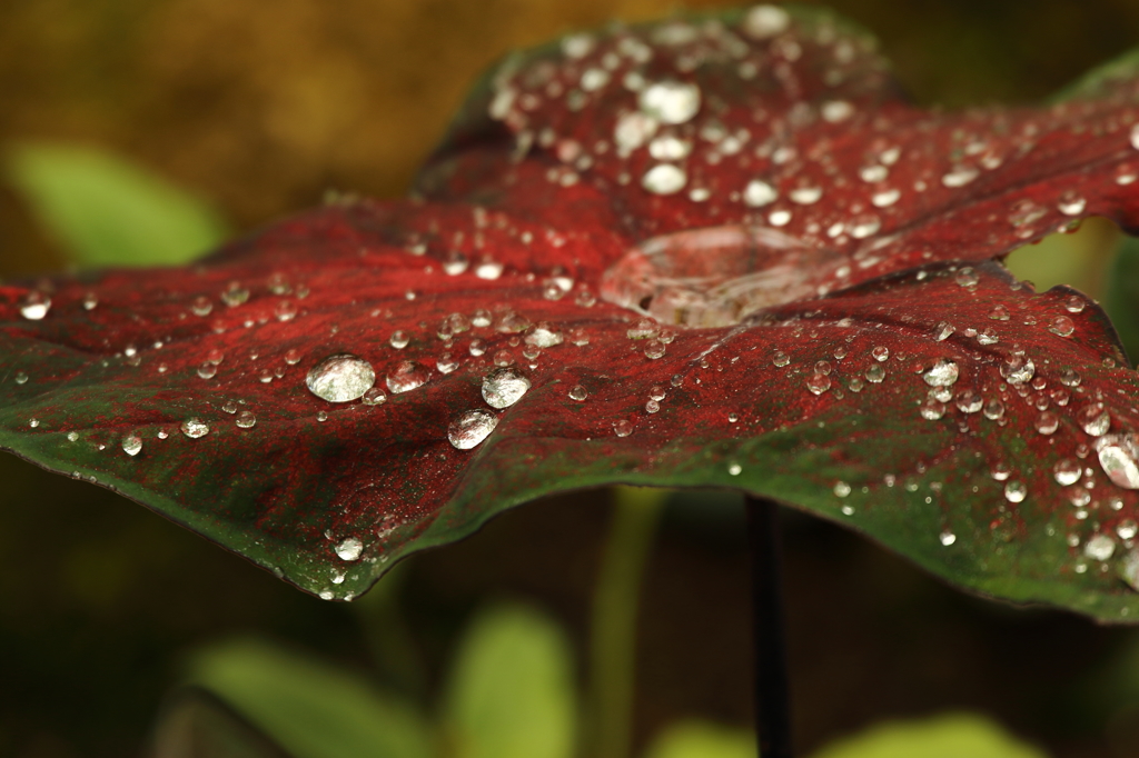 神代植物公園_バラ