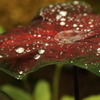 神代植物公園_バラ