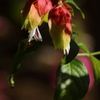 VO0A5556_1