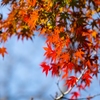三渓園_紅葉_6