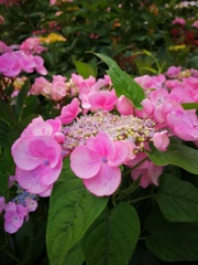 IMG_20170611_104556