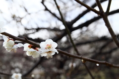 IMG_6270_1