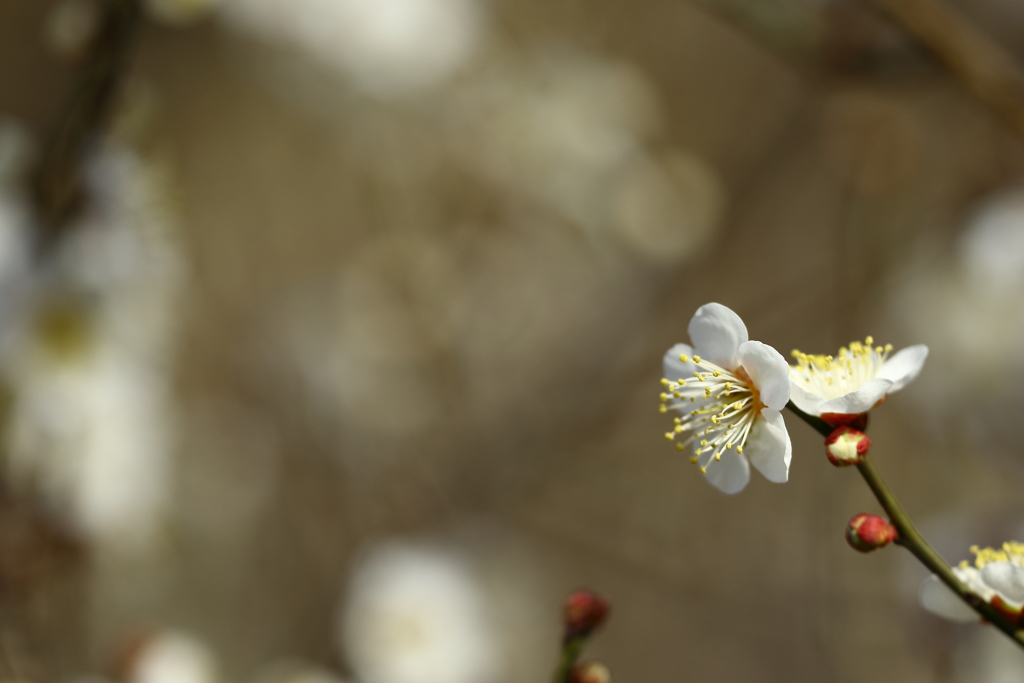 神代植物園_深大寺_001