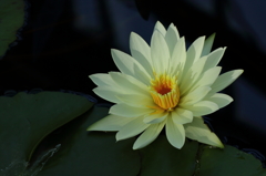 VO0A5505_1