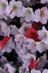 神代植物公園_40