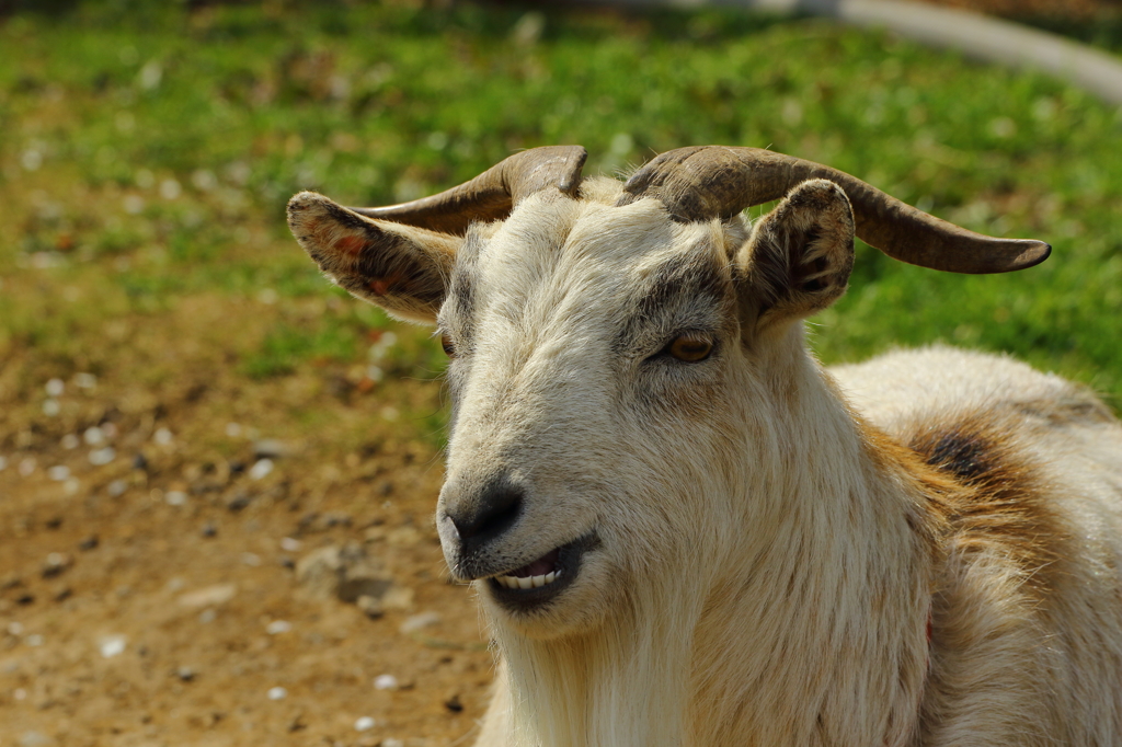権現堂桜堤（ヤギ）