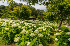 花の都公園_004