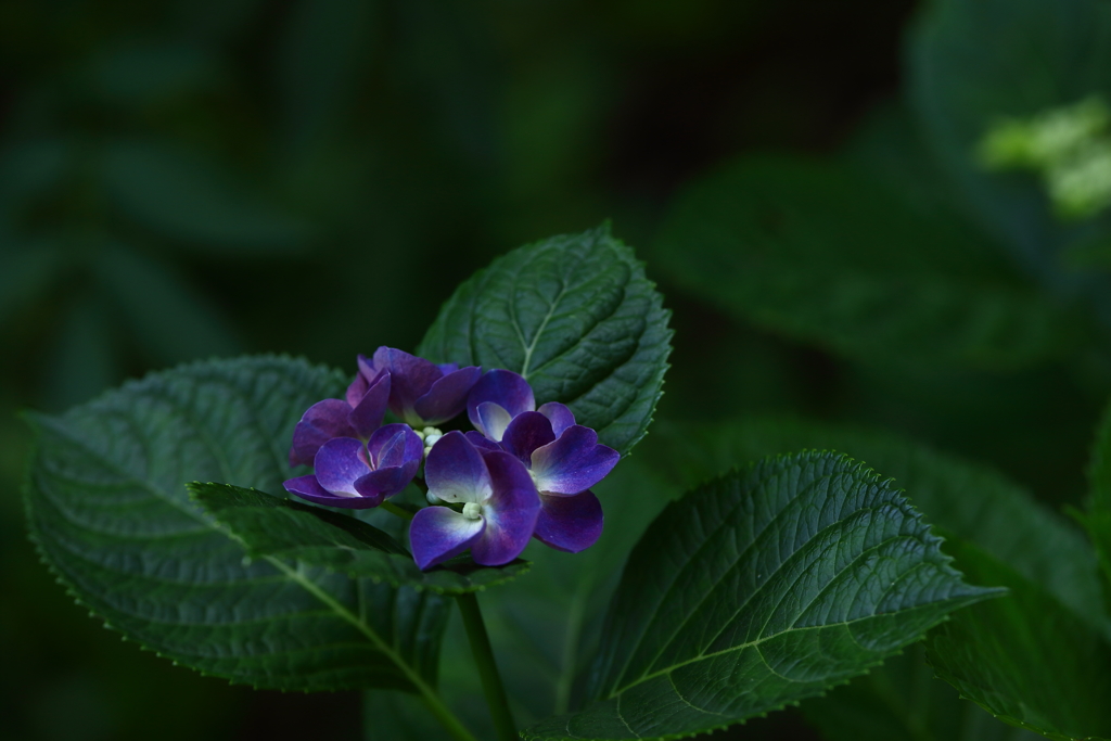 神代植物公園_52