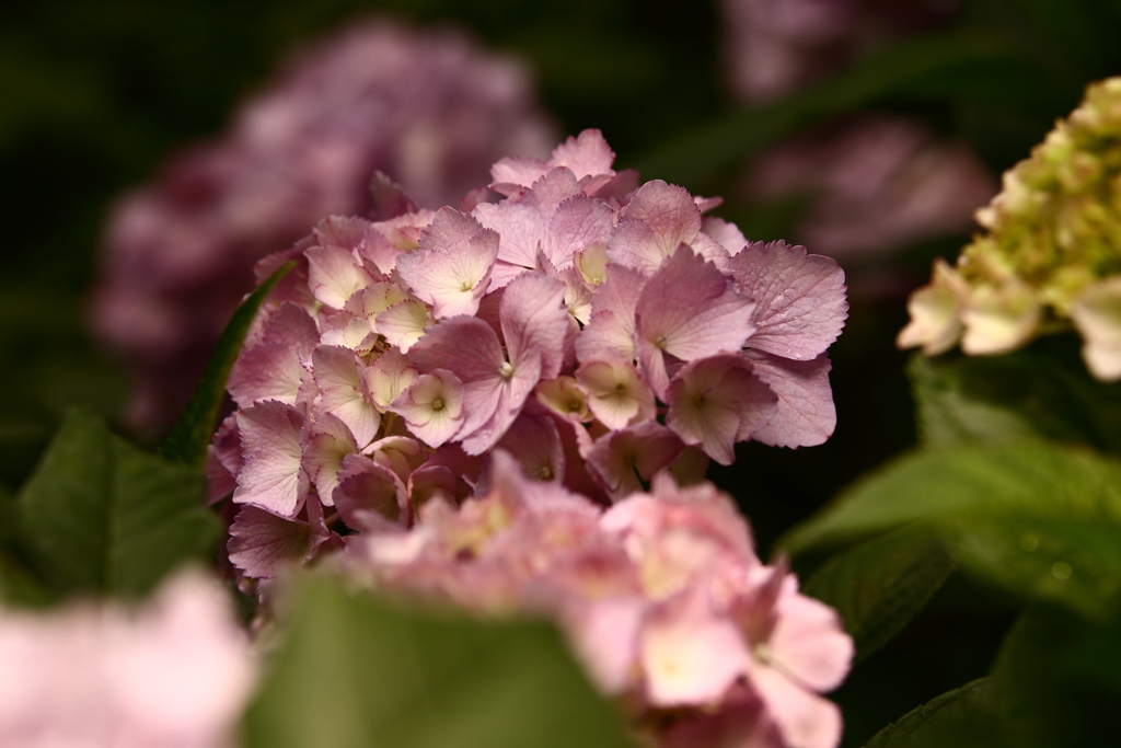 YEG_紫陽花_0020