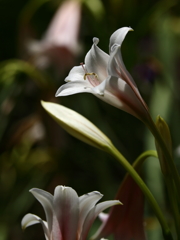 神代植物公園_50