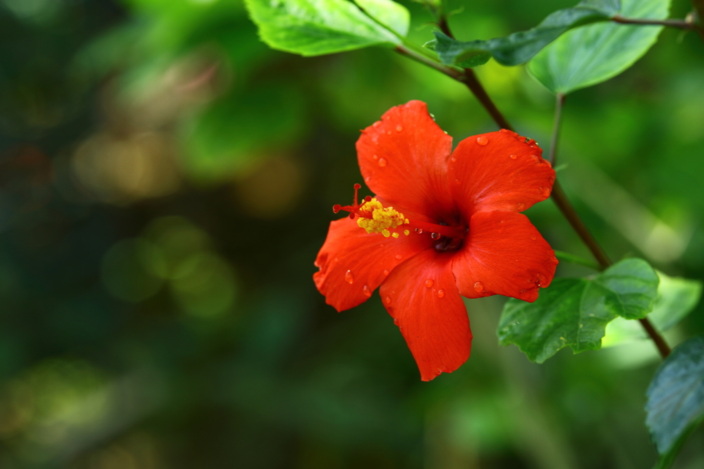 神代植物公園_11