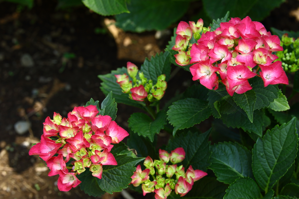 府中郷土の森_047_紫陽花