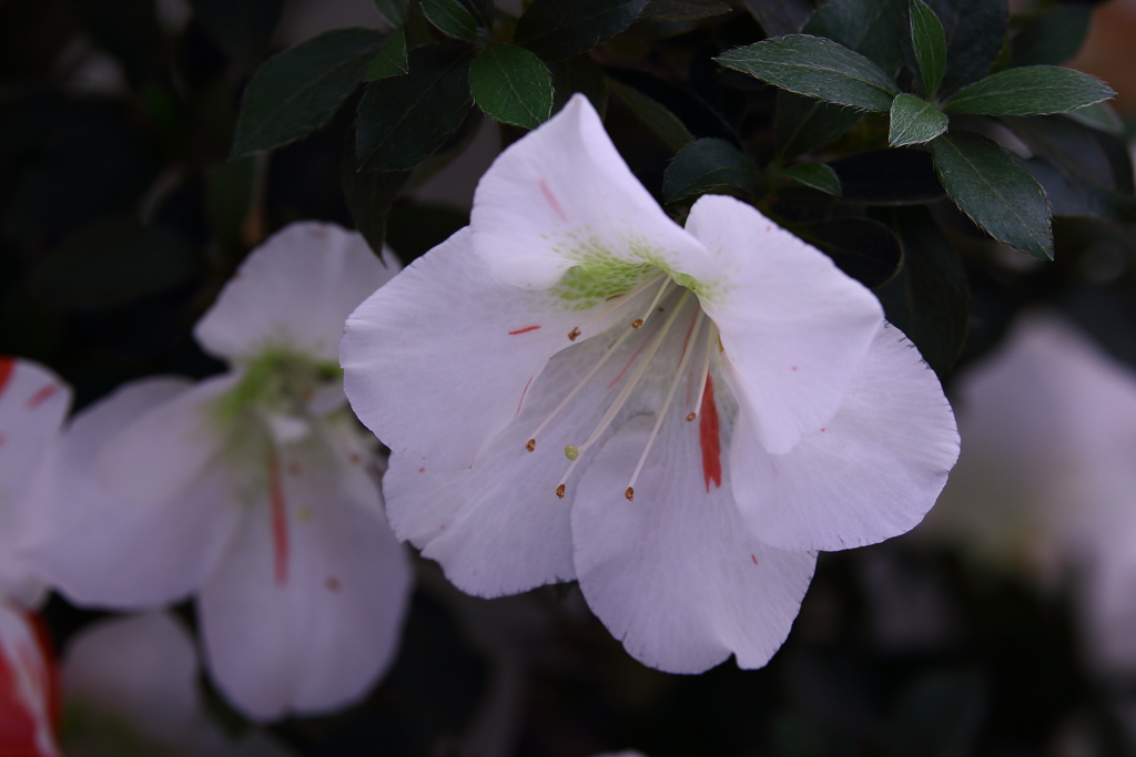 神代植物公園_42