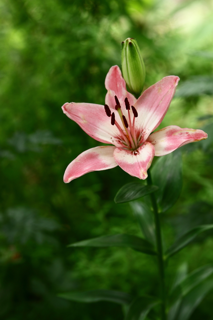YEG_紫陽花_0021