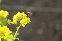 菜の花とハチさん
