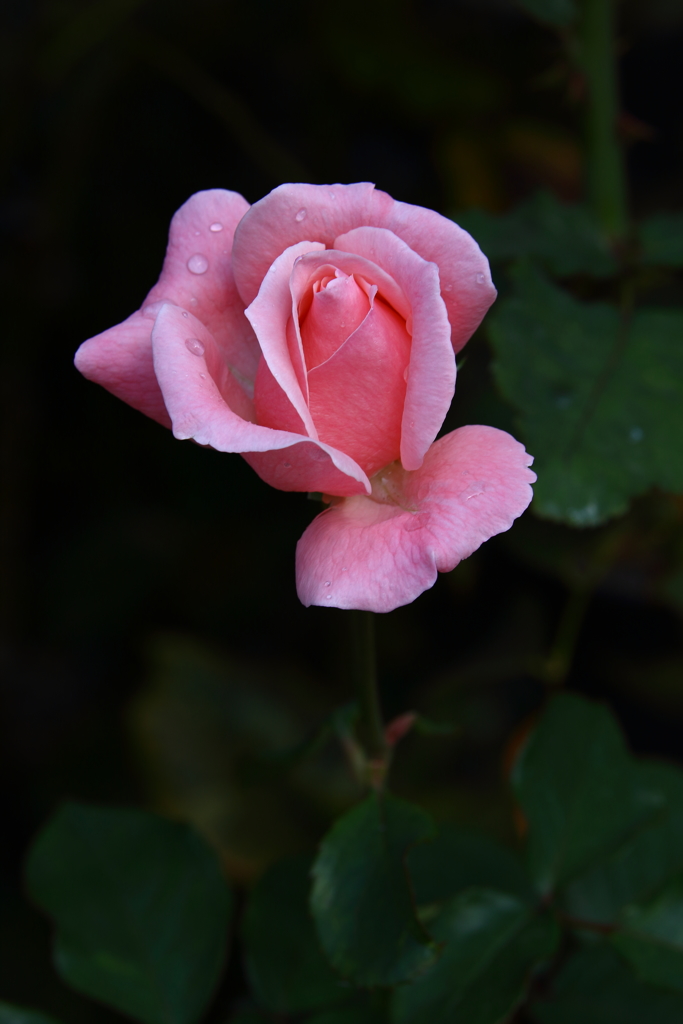 神代植物公園_011