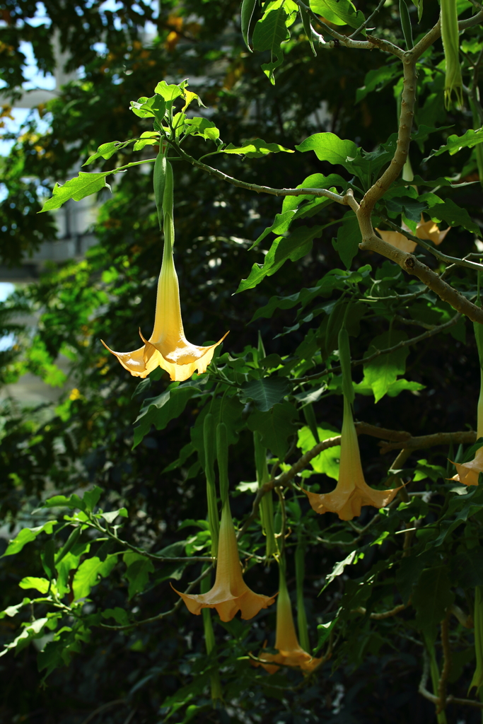 神代植物公園_12