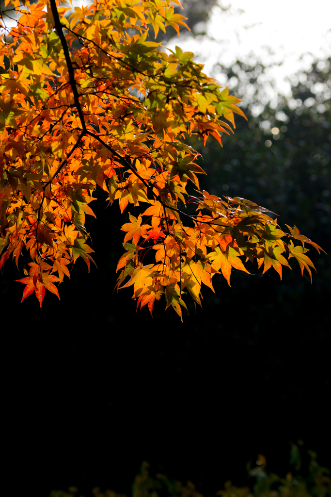 三渓園_紅葉_9