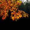 三渓園_紅葉_9