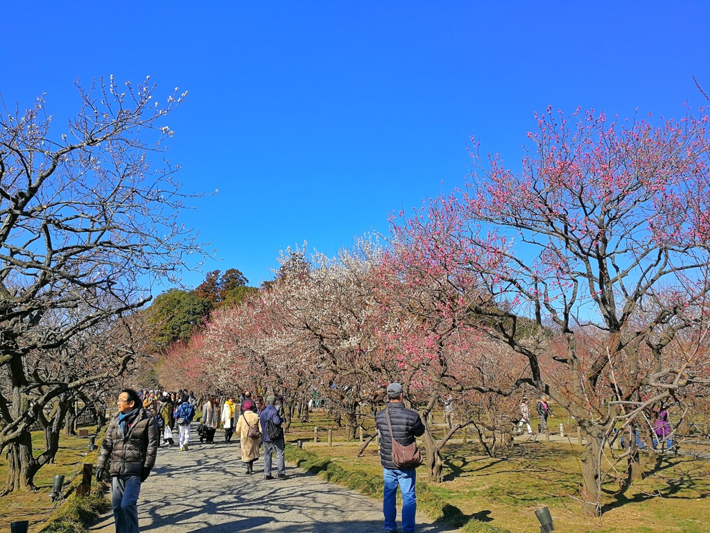偕楽園_梅まつり_14