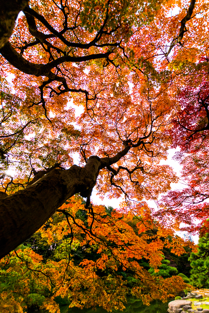 新宿御苑_紅葉_2