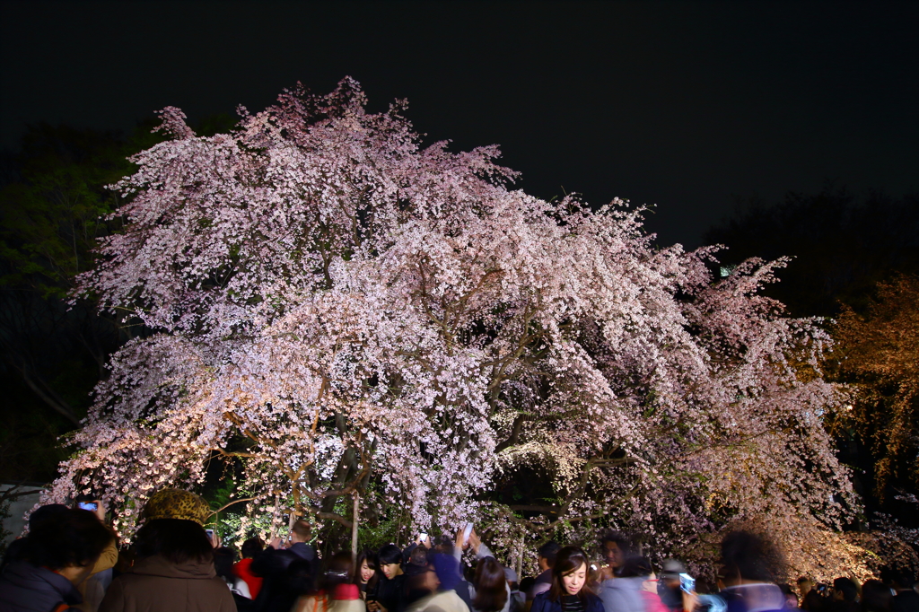 六義園の桜