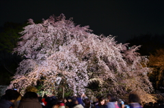 六義園の桜