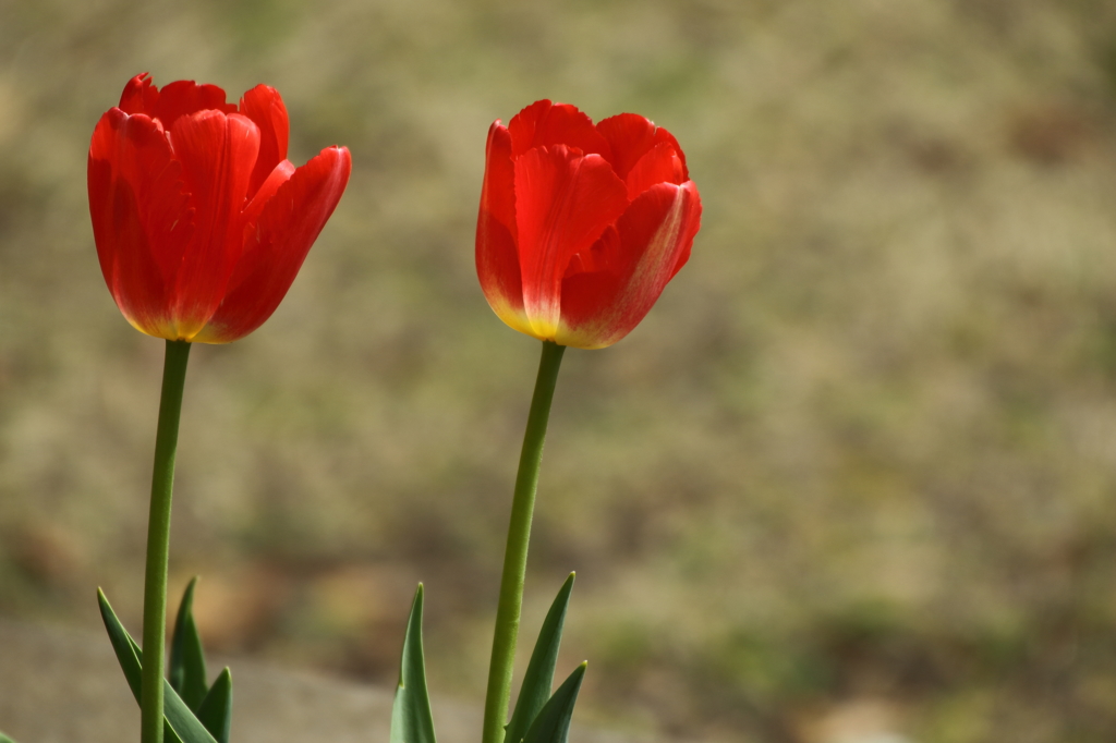 チューリップ_横浜