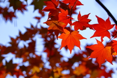 平林寺_紅葉_019