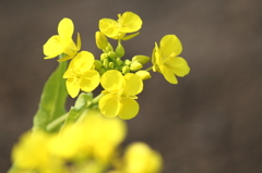 菜の花