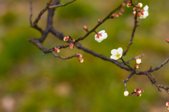 梅の開花_2（府中郷土の森）