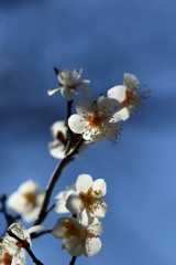 神代植物園_深大寺_015