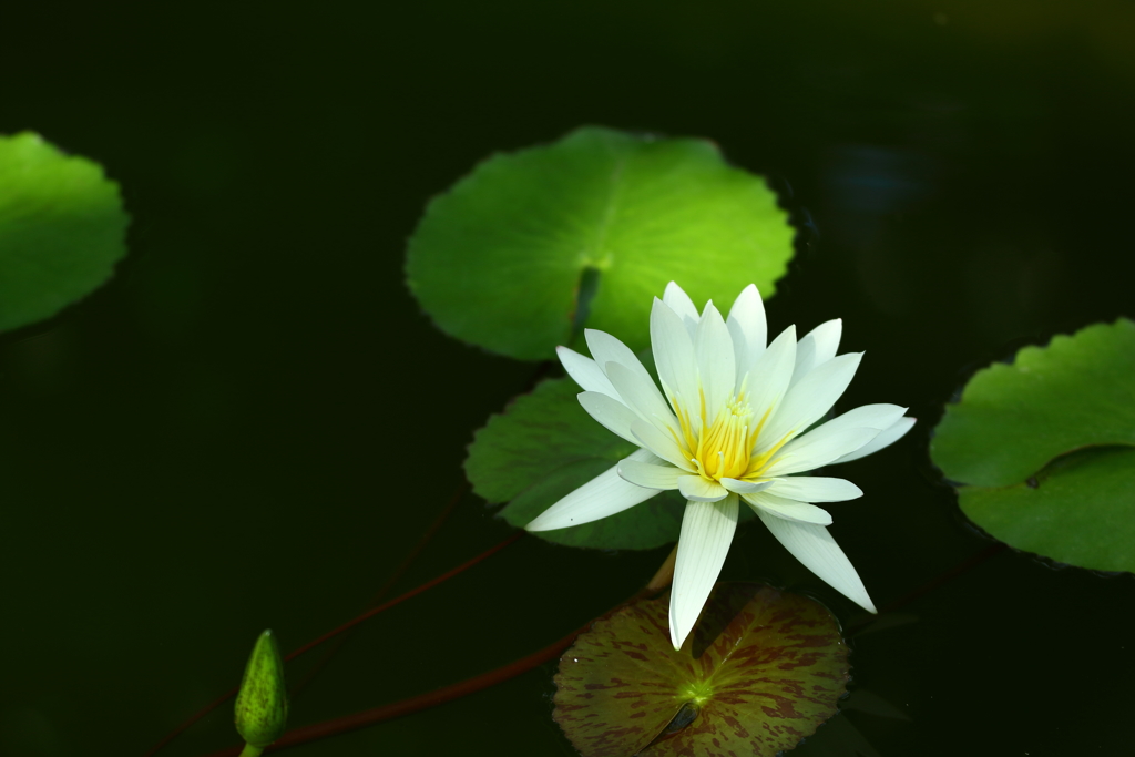 神代植物園_深大寺_025