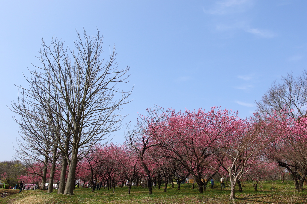 矢口桃（古河　桃祭り）