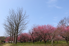 矢口桃（古河　桃祭り）