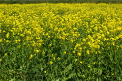 権現堂桜堤（菜の花）