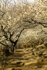 筑波山梅まつり_15